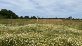 Au Havre, le plateau de Dollemard a été renaturalisé après des années d'abandon