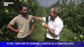 VU DICI : Temps fort de l'économie de Sisteron-Nord : La récolte de la pomme des Alpes