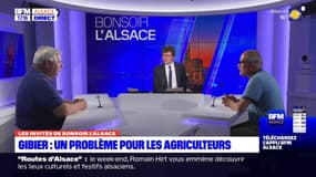 Alsace: des agriculteurs se plaignent du gibier présent en trop grand nombre