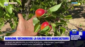 Aubagne: la sécheresse frappe les producteurs de fruits