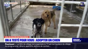 Salon-de-Provence: comment adopter un chien à la SPA