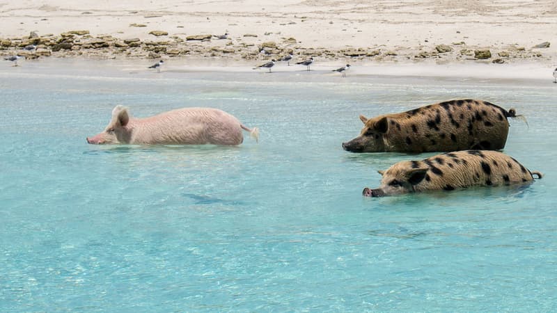 Les fameux cochons nageurs des Bahamas.