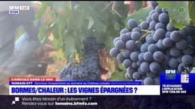 Canicule: les vignes épargnées par la chaleur à Bormes-les-Mimosas
