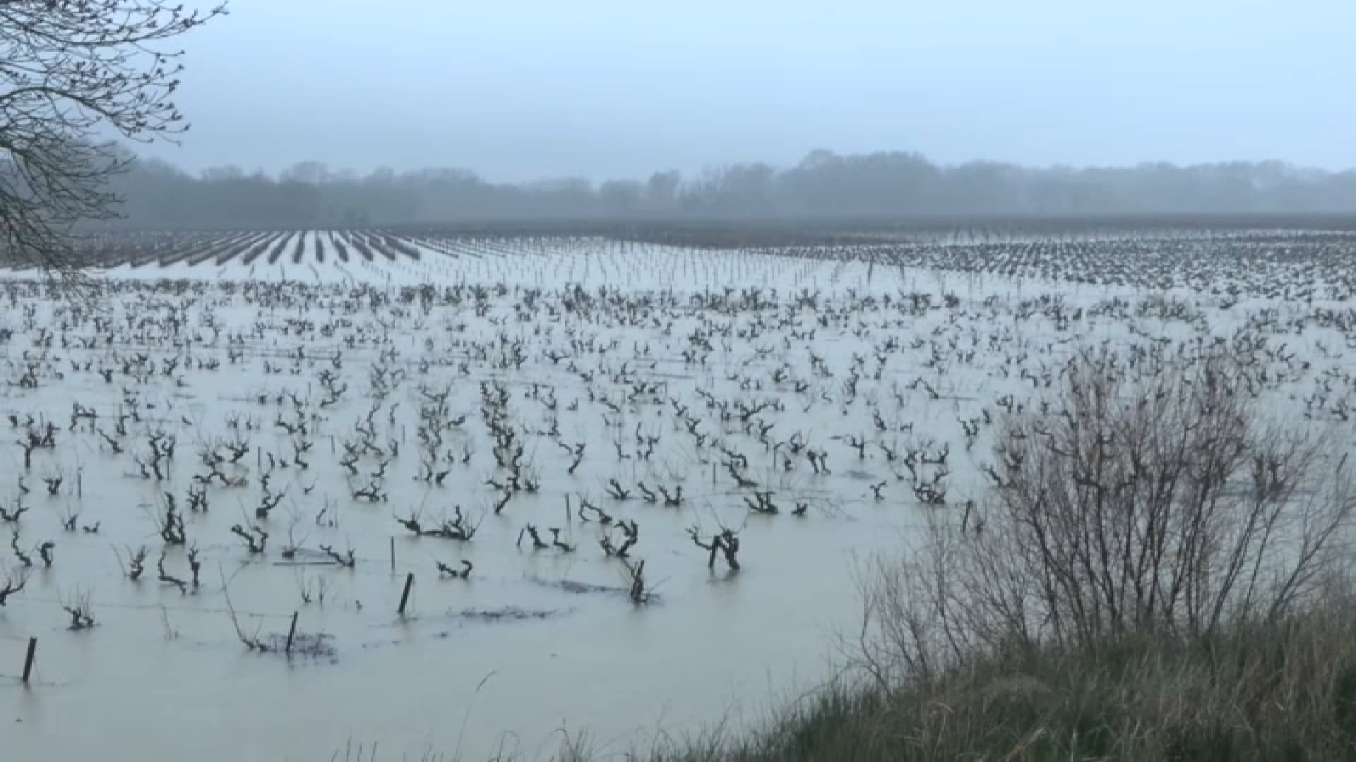 Les vignes sont inondées à Moussan, dans l'Aude, le 19 janvier 2026.