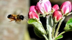 Une abeille butine dans un potager à Estillac, dans le Lot-et-Garonne, le 5 avril 2018