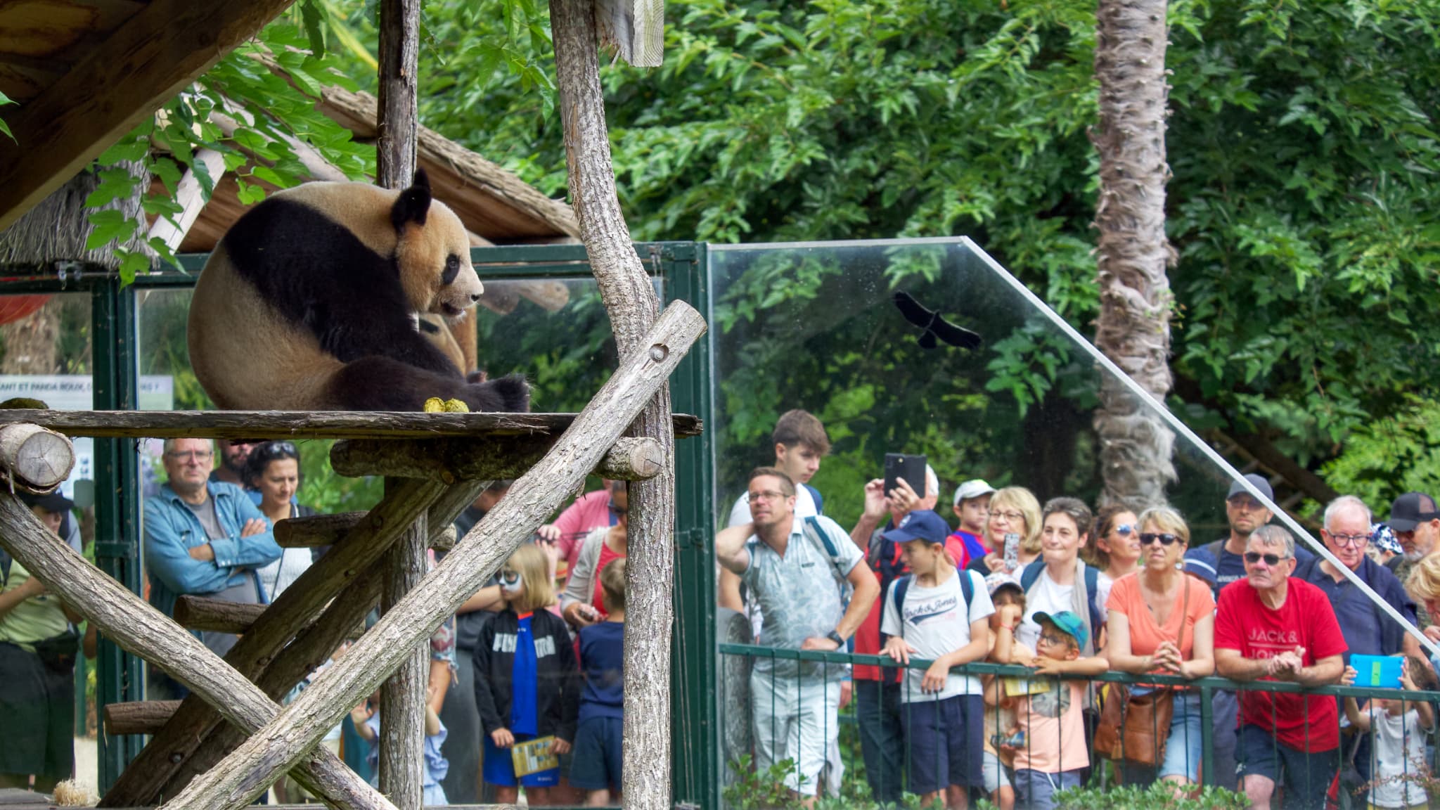 Le dernier petit-déjeuner de Yuan Meng, panda né en 2017 en France, le 24 juillet 2023