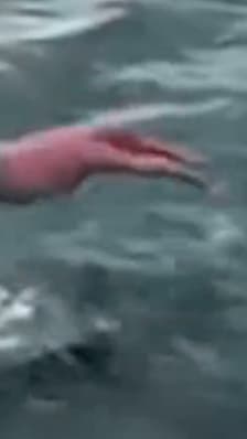 Un homme saute sur une orque et provoque la colère des autorités néo-zélandaises