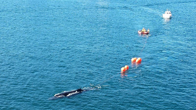 Australie: une baleine à bosse libérée du port de Sydney après 22 heures empêtrée dans des filets