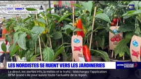 Nord: les habitants se ruent vers les jardineries