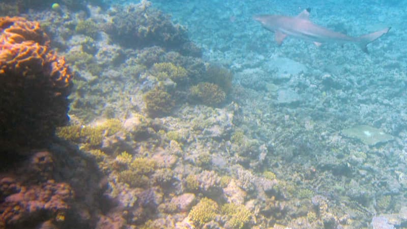 La Grande barrière de corail. (Photo d'illustration)