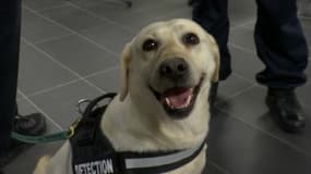 Quatre chiens renifleurs patrouillent dans le métro.