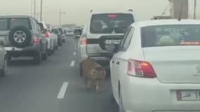 Un tigre a été vu mardi à Doha marchant tranquillement entre des voitures dans un embouteillage.