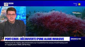 Var: une algue invasive découverte au parc national de Port-Cros