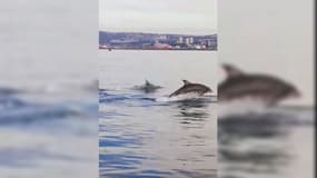 Des dauphins dans la rade de Marseille, dimanche 19 mars 2023.