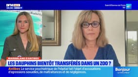 Les dauphins du Marineland d'Antibes bientôt transférés ?
