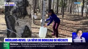 Méolans-Revel : la sève de bouleau se récolte