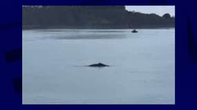 Une baleine à bosse de 7 mètres a été aperçue dans l’estuaire de la Rance, en Bretagne, le 9 février 2023.