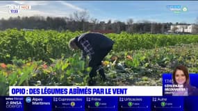 Alpes-Maritimes: des légumes abîmés par le vent à Opio