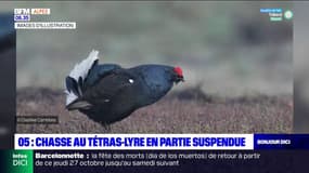 Hautes-Alpes: la chasse au Tétras-Lyre suspendue partiellement 