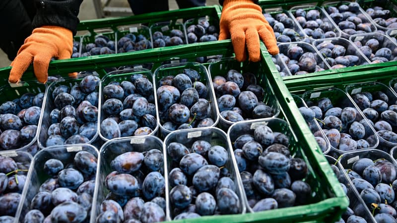 Des prunes triées et prêtes à être exportées vers les pays de l'UE, le 14 octobre 2024 en Moldavie (photo d'illustration).