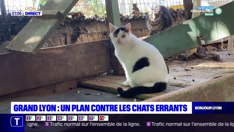 Un plan pour lutter contre la prolifération contre les chats errants dans le Grand Lyon