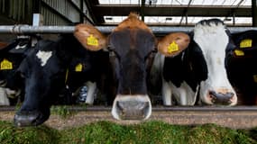 Des vaches dans une ferme du village de Westerbeek, aux Pays-Bas, le 17 octobre 2024.