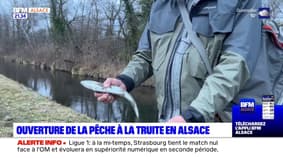 Ouverture de la pêche à la truite en Alsace