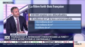 Idées de placements: Pourquoi est-il intéressant d'investir dans la forêt et quels intérêts pour le contribuable ? - 19/05