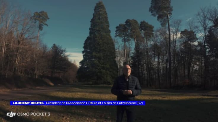 Séquoia de Noël à Lutzelhouse (67) - La météo de Colas du vendredi 5 décembre 2025