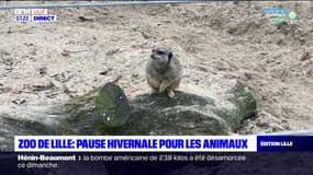 Zoo de Lille: pause hivernale pour les animaux