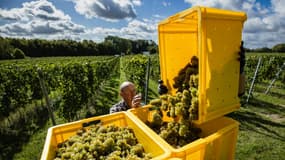 L'agroalimentaire, et en particulier la viticulture, subissent les premiers effets des droits de douane américains (photo d'illustration). 