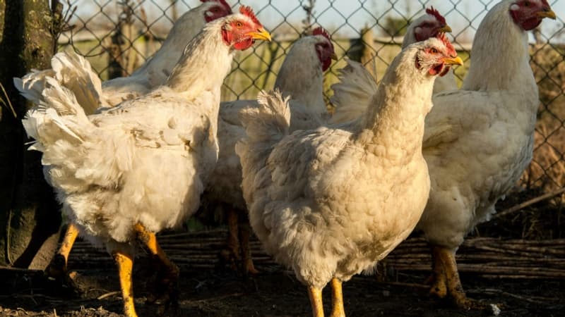 Grippe aviaire: près de 1,3 million de volailles abattues depuis cet été