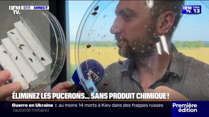 Cet éleveur de coccinelles vend ses insectes pour éliminer les pucerons sans produit chimique