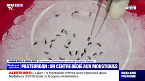 L'Institut Pasteur étudie les maladies transmises par les moustiques dans un centre dédié à ces insectes
