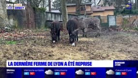 Lyon: la dernière ferme de la ville a trouvé des repreneurs