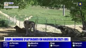 Hautes-Alpes: le nombre d'attaques de loup en hausse en 2021