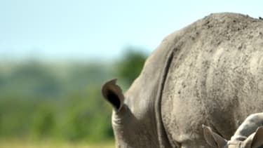 Rhinocéros au Kenya. (Illustration)