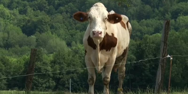 Pas de vaches ni de boeufs cette année au Sommet de l’élevage à Cournon en Auvergne.