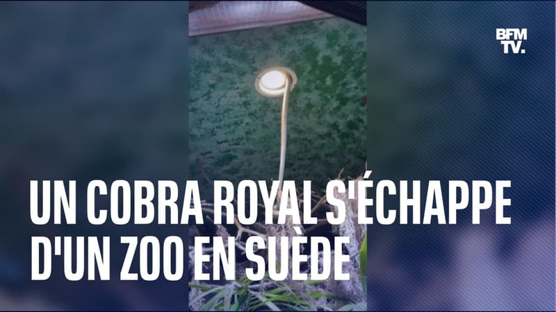 Suède: un cobra royal s'échappe d'un zoo