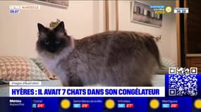 Hyères: sept chats découverts dans un congélateur, un homme placé en garde à vue
