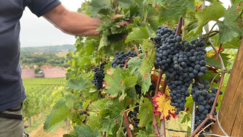 Crise viticole: des responsables de la filière appellent à une réduction des surfaces