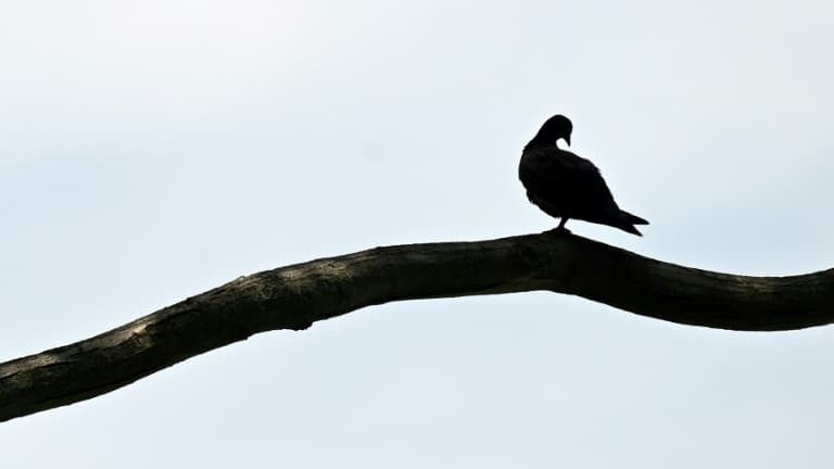 Un pigeon - Image d'illustration