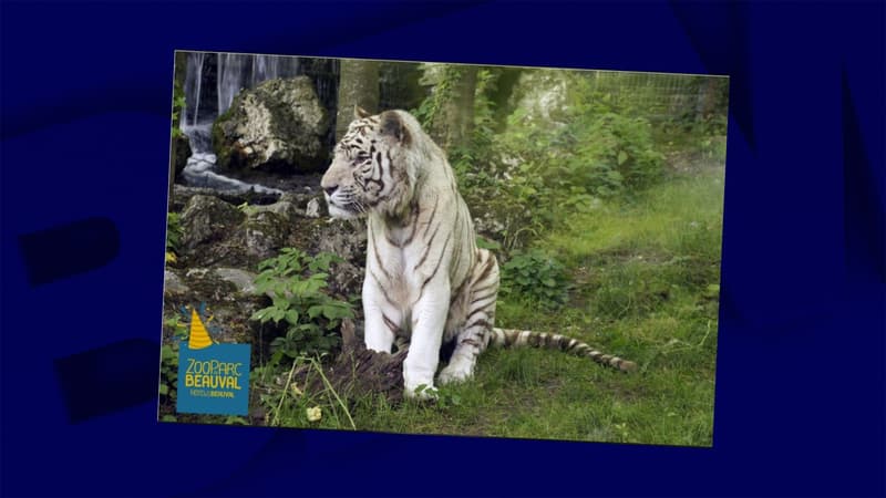 Le tigre blanc était sous traitement depuis 2015.