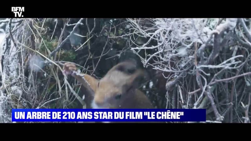 Un arbre de 210 ans star du film Le Chêne - 20/02