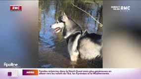 Nord : un couple accuse le maire de Bérelles d'avoir tué son chien à coups de fusil