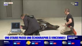 Zoo de Vincennes: l'otarie Nora passe sa troisième échographie
