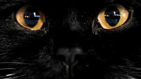 Un chat noir. (Image d'illustration)