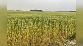 La grêle qui est tombée dans les Yvelines a complètement détruit les récoltes.