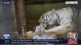 Trois tigres blancs du Bengale sont nés dans un zoo en Autriche