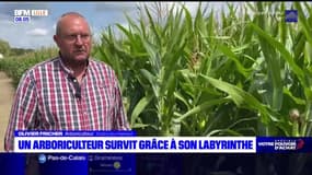 Sécheresse: un arboriculteur compte sur son labyrinthe de maïs pour limiter ses pertes